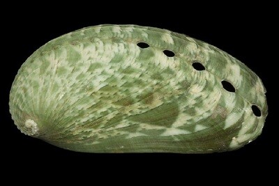 Haliotidae