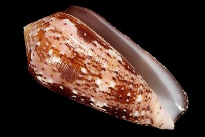 Pionoconus floccatus