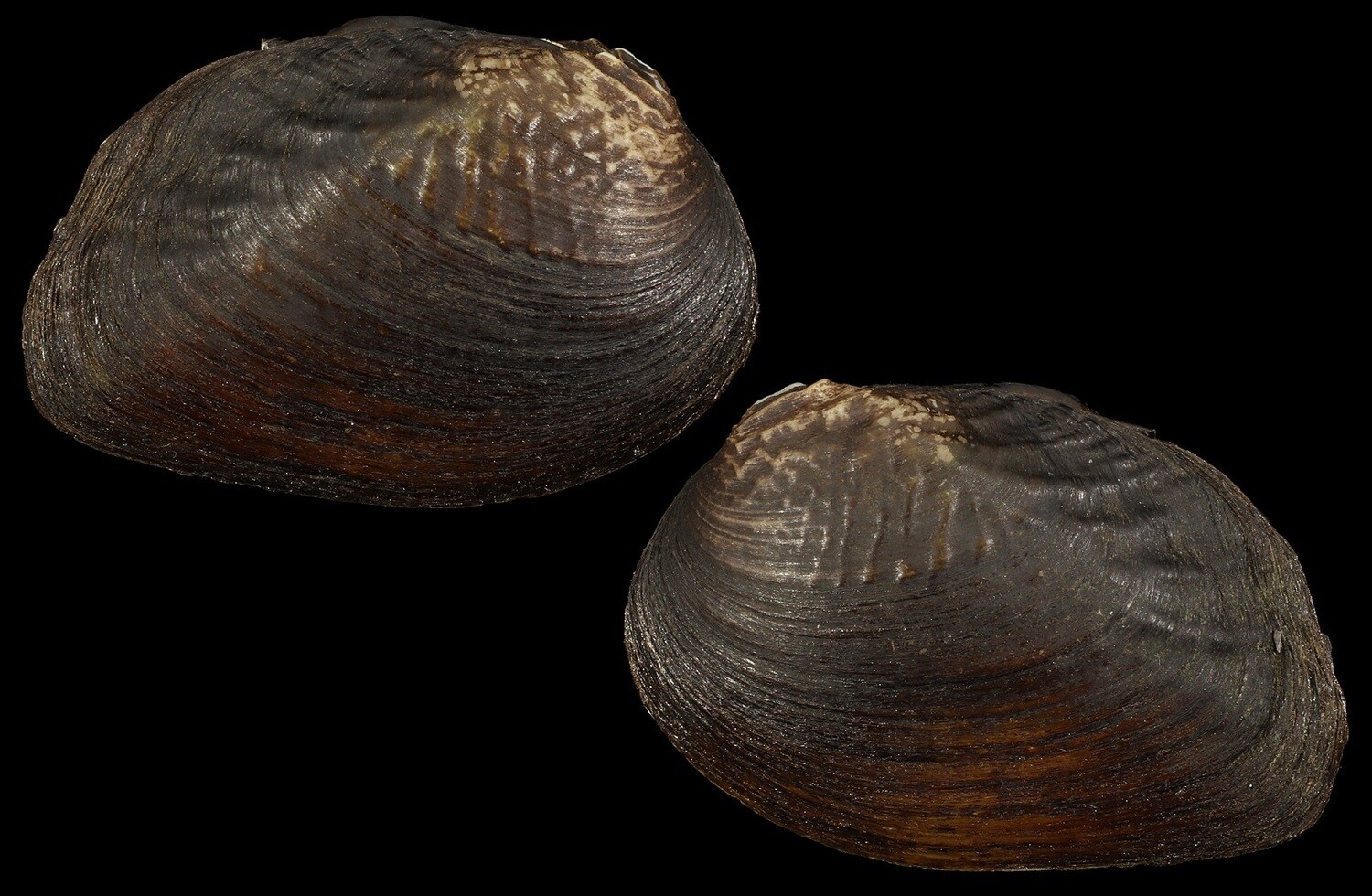 Lamprotula nanningensis