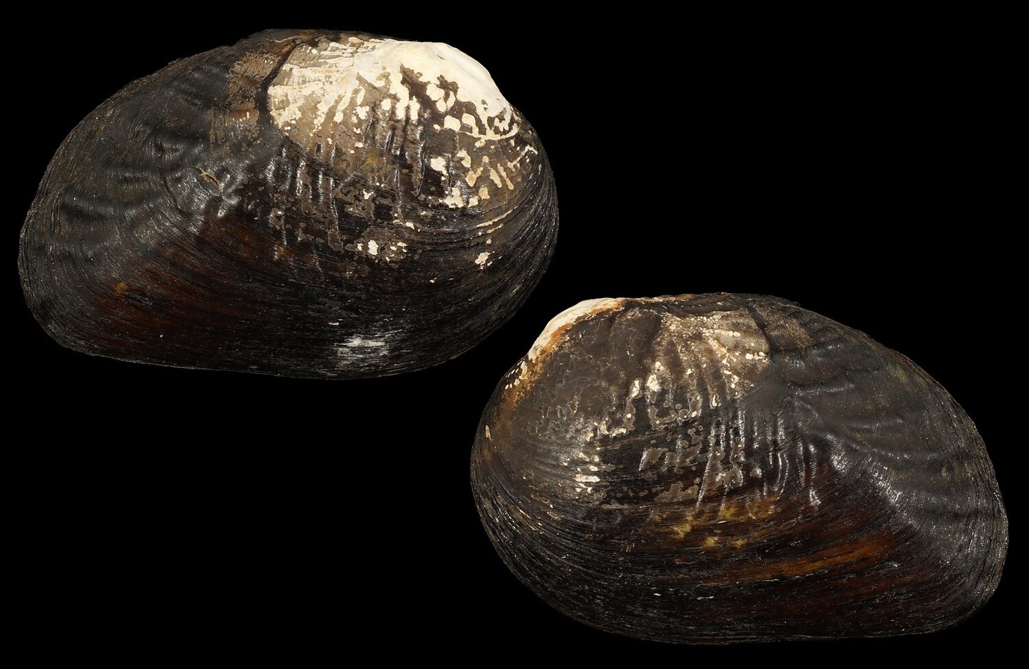 Lamprotula nanningensis