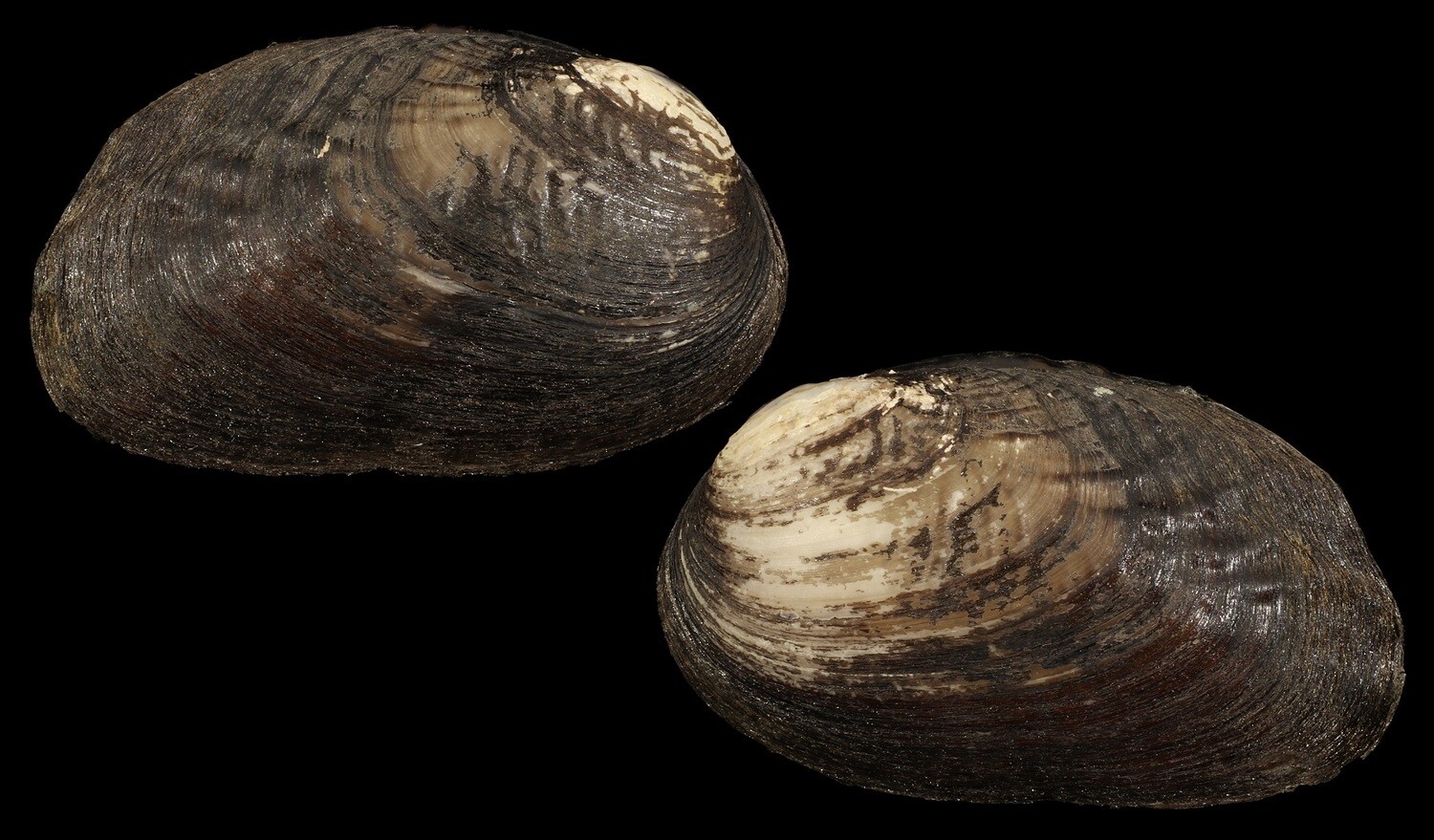 Lamprotula nanningensis