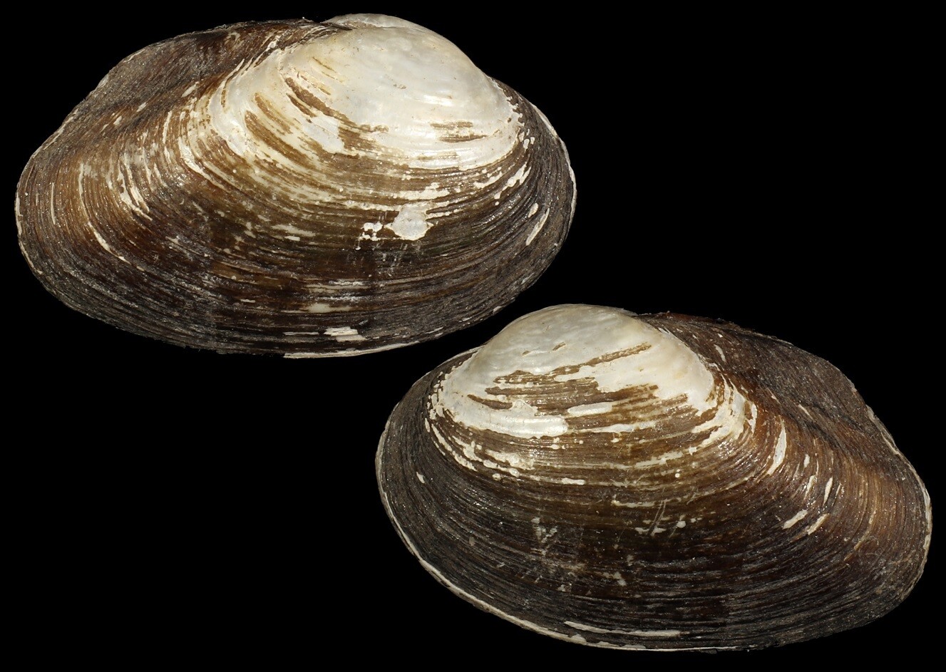 Coelatura bakeri