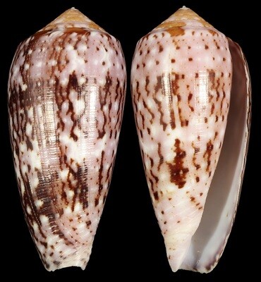 Pionoconus floccatus
