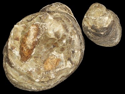 Etheria elliptica