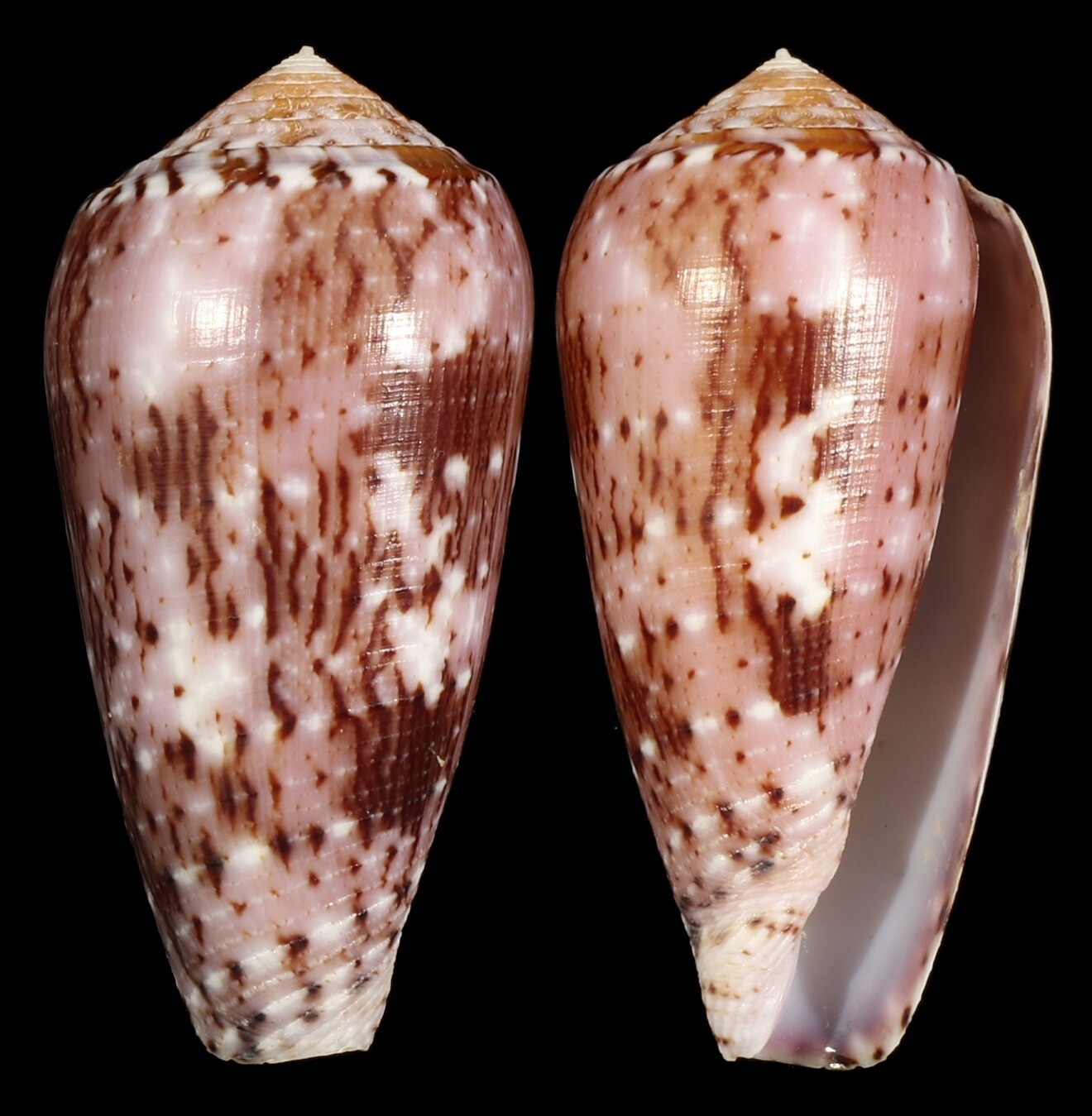 Pionoconus floccatus