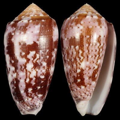 Pionoconus floccatus