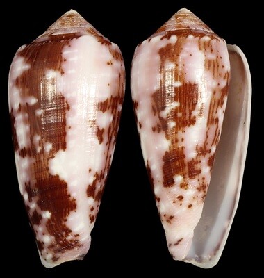 Pionoconus floccatus