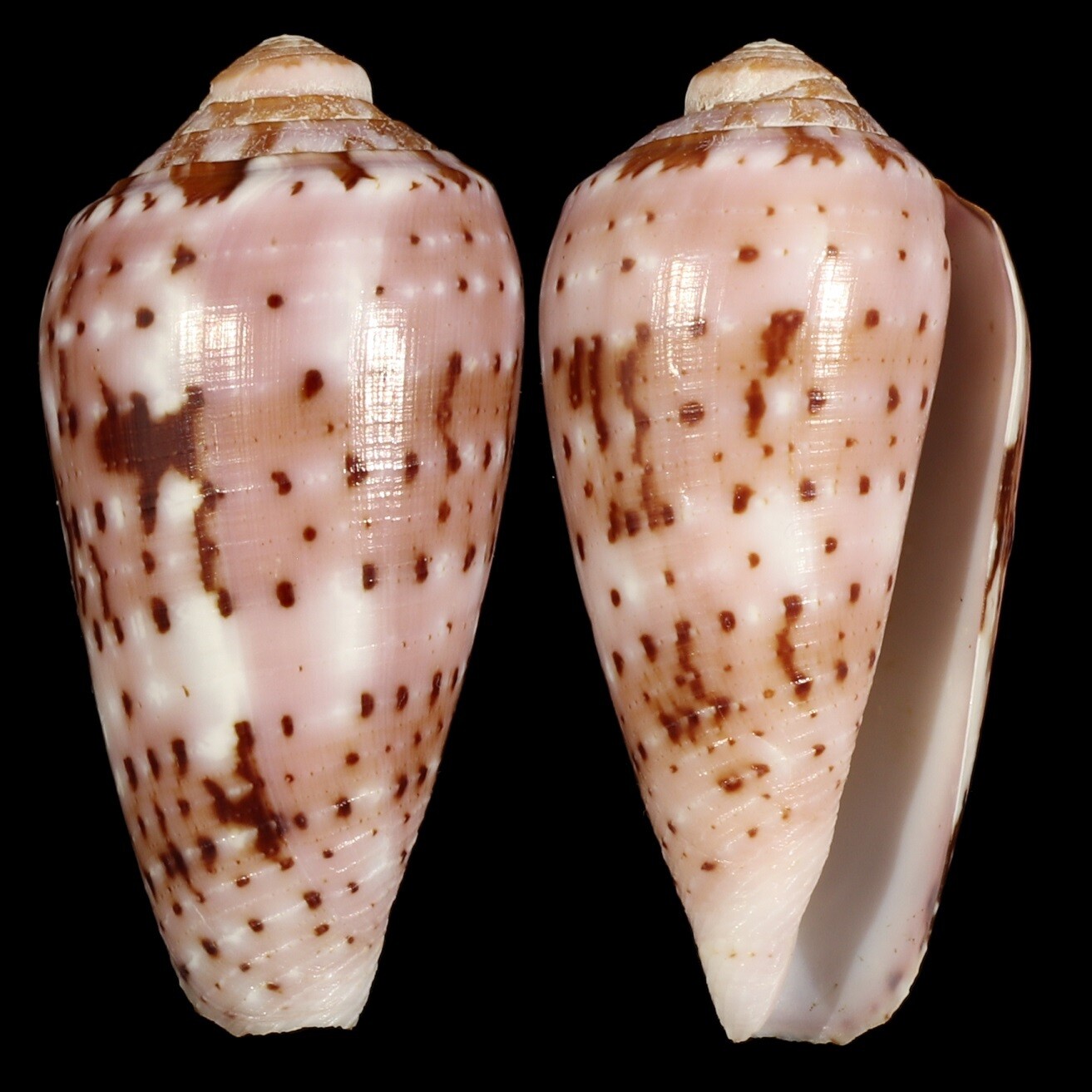 Pionoconus floccatus