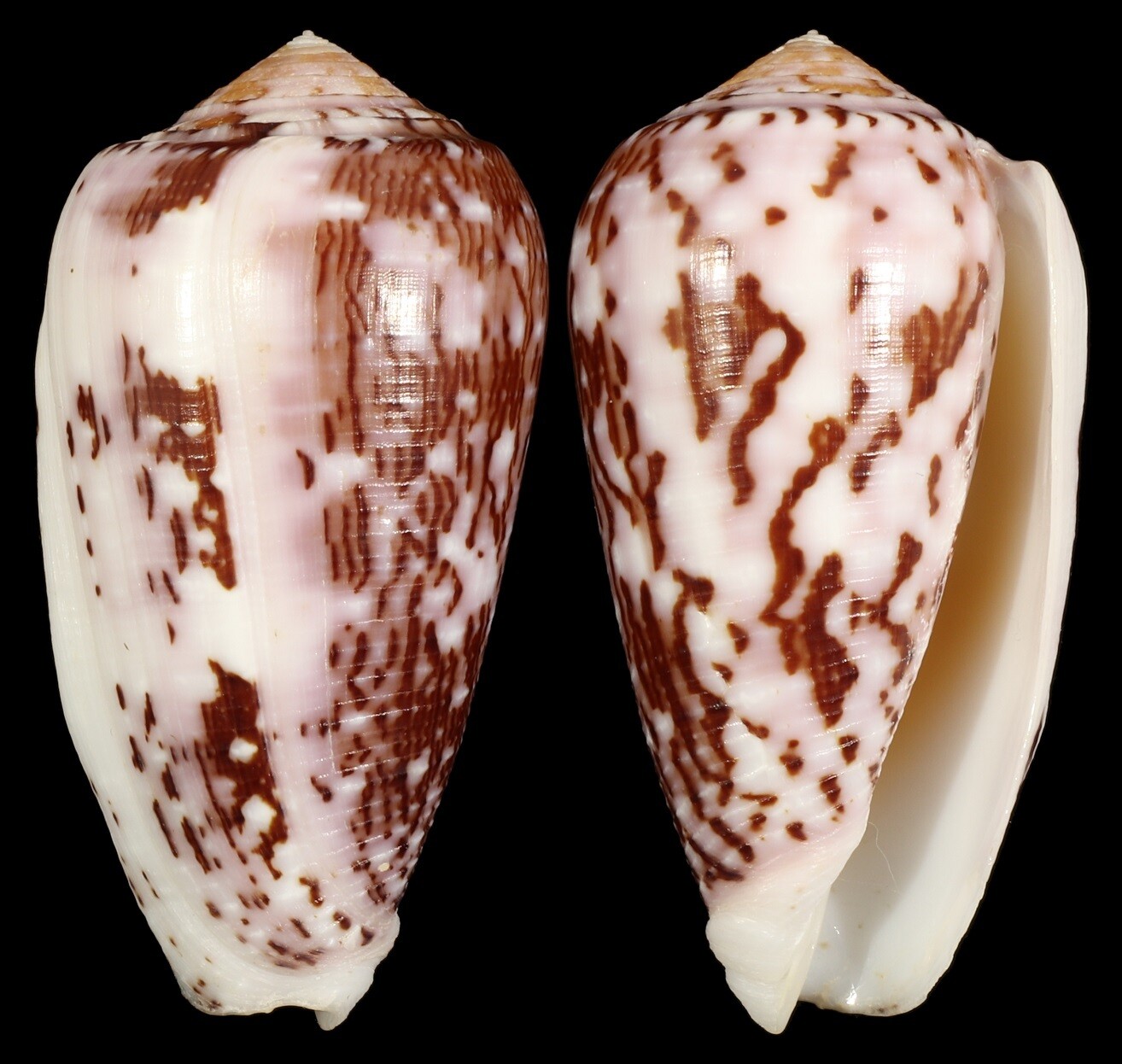Pionoconus floccatus