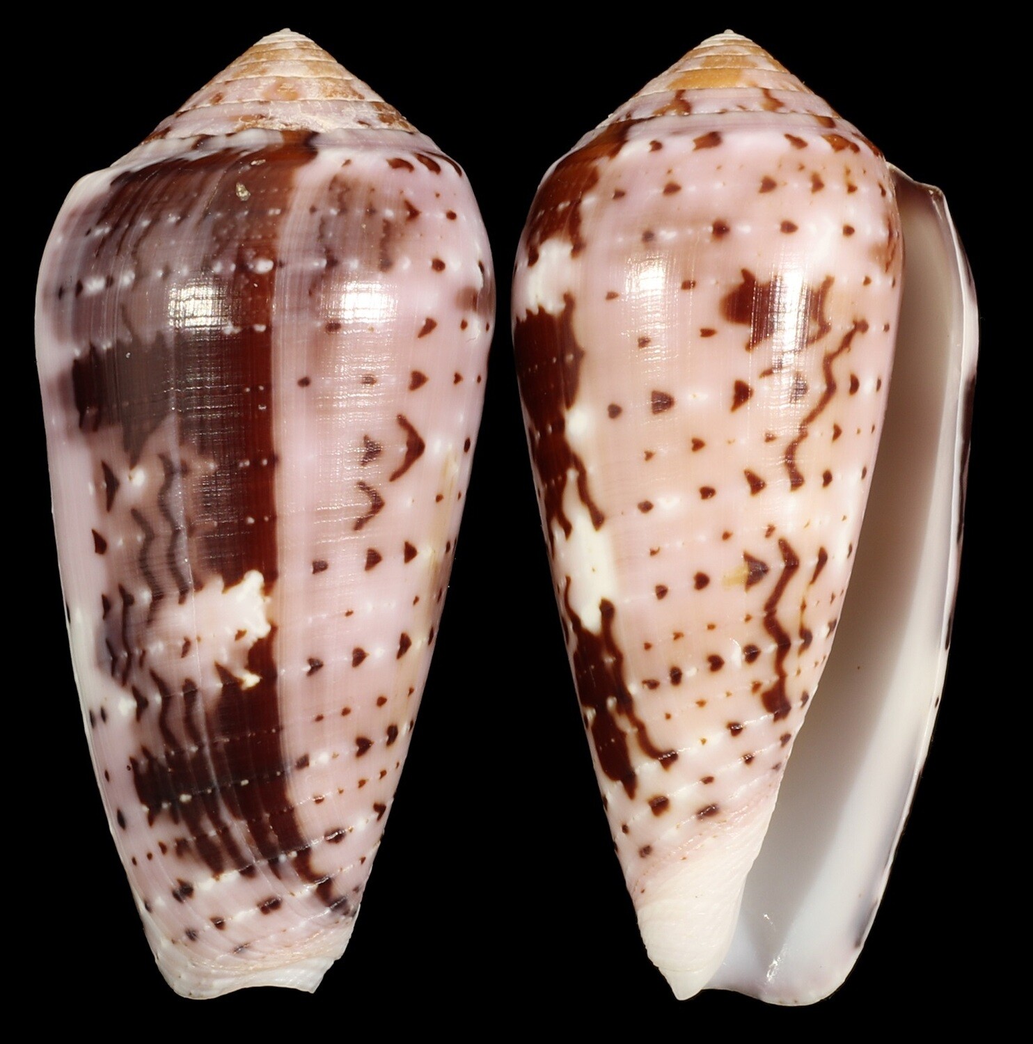 Pionoconus floccatus