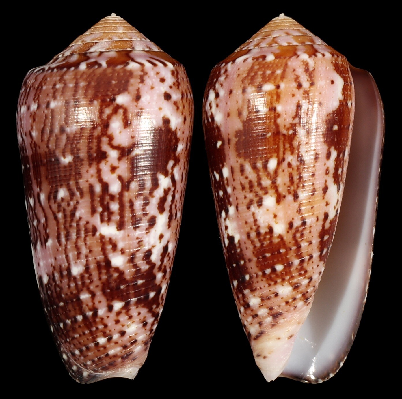 Pionoconus floccatus