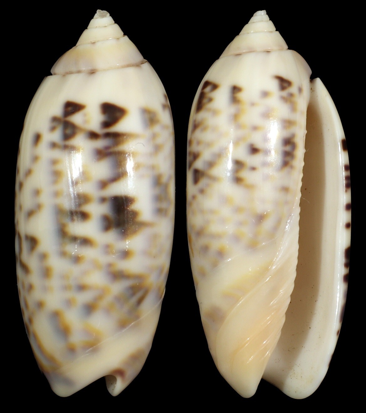 Oliva concinna