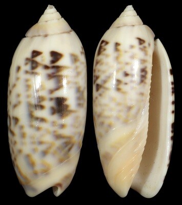 Oliva concinna