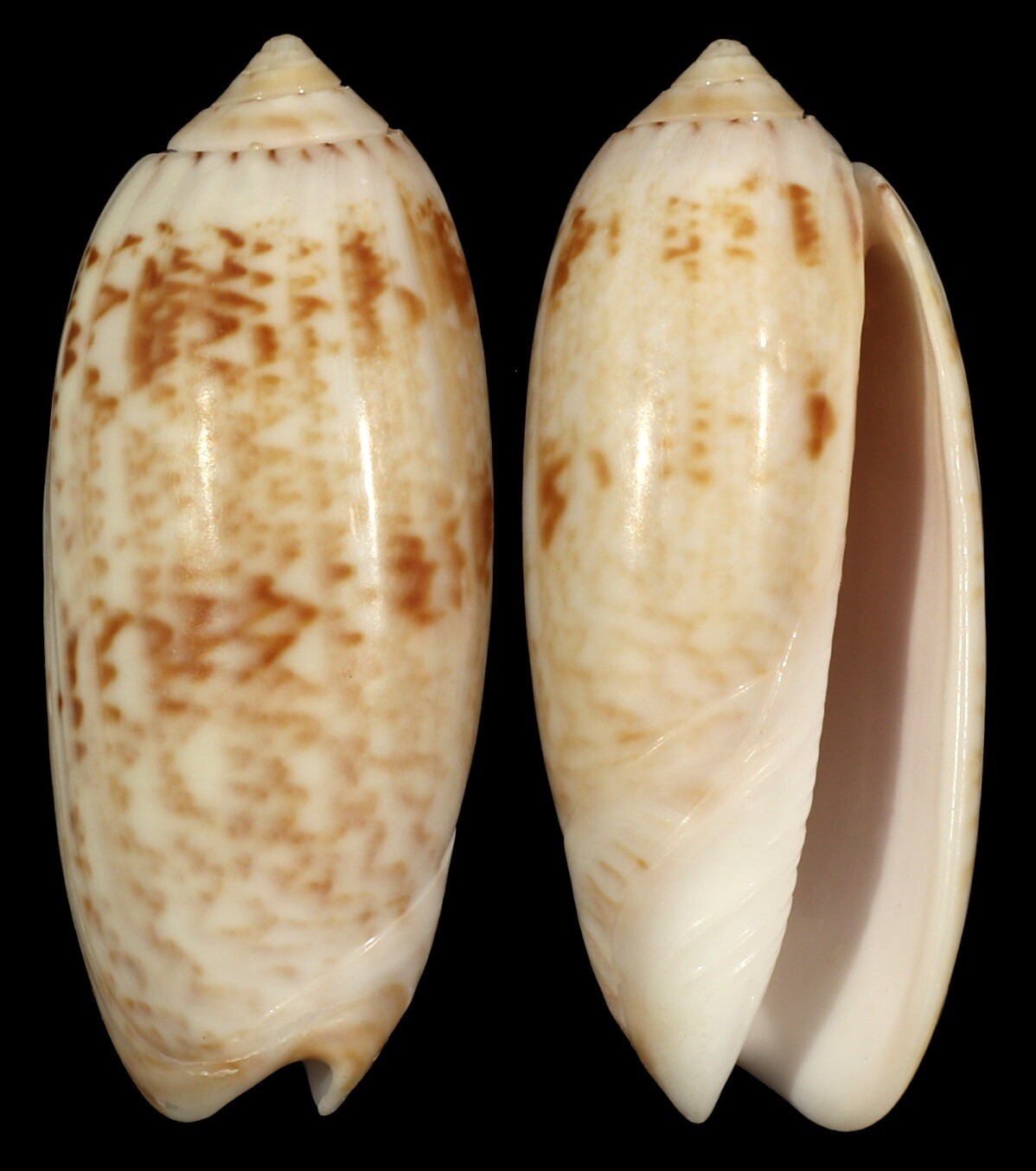 Oliva concinna