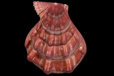 Swiftopecten swiftii