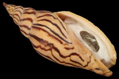Harpulina loroisi