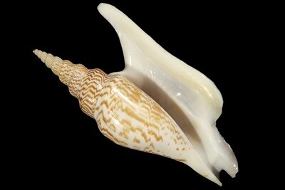 Labiostrombus listeri
