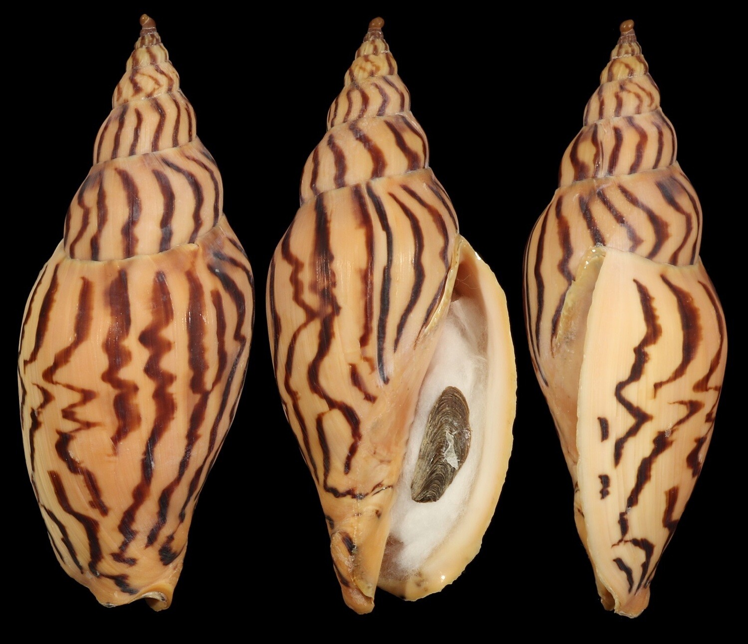 Harpulina loroisi