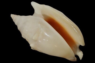 Euprotomus bulla f. aurora