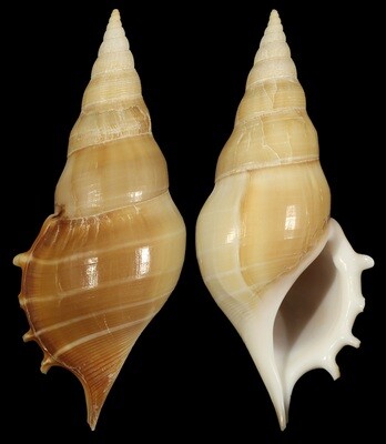 Rostellariella delicatula - Good Size