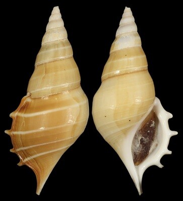 Rostellariella delicatula - Good Size