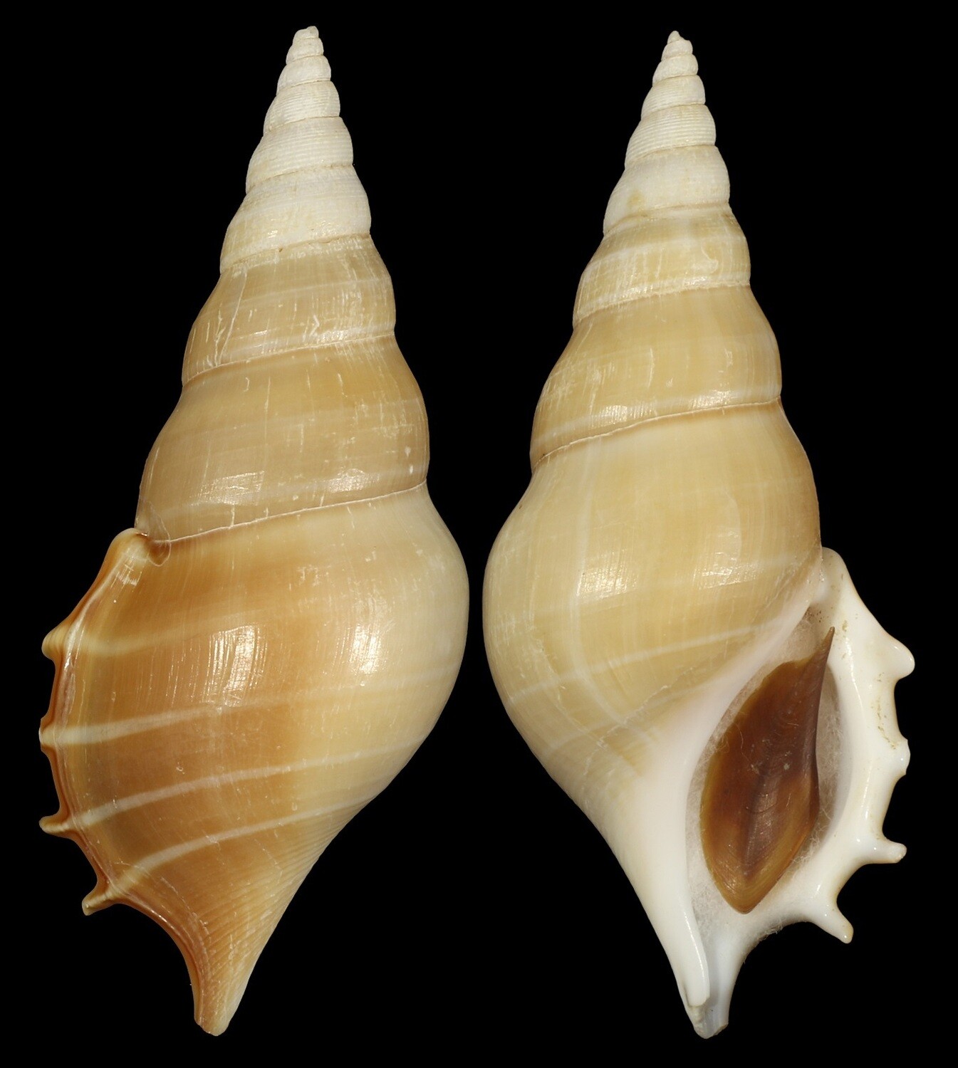 Rostellariella delicatula - Good Size