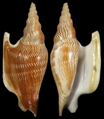 Mirabilistrombus listeri - India