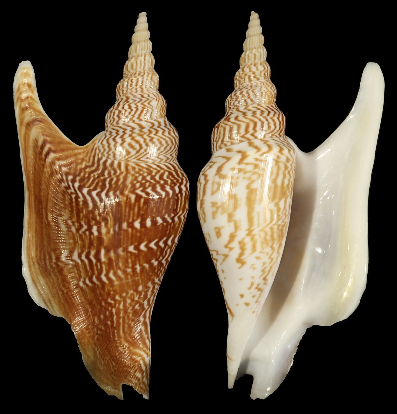 Mirabilistrombus listeri