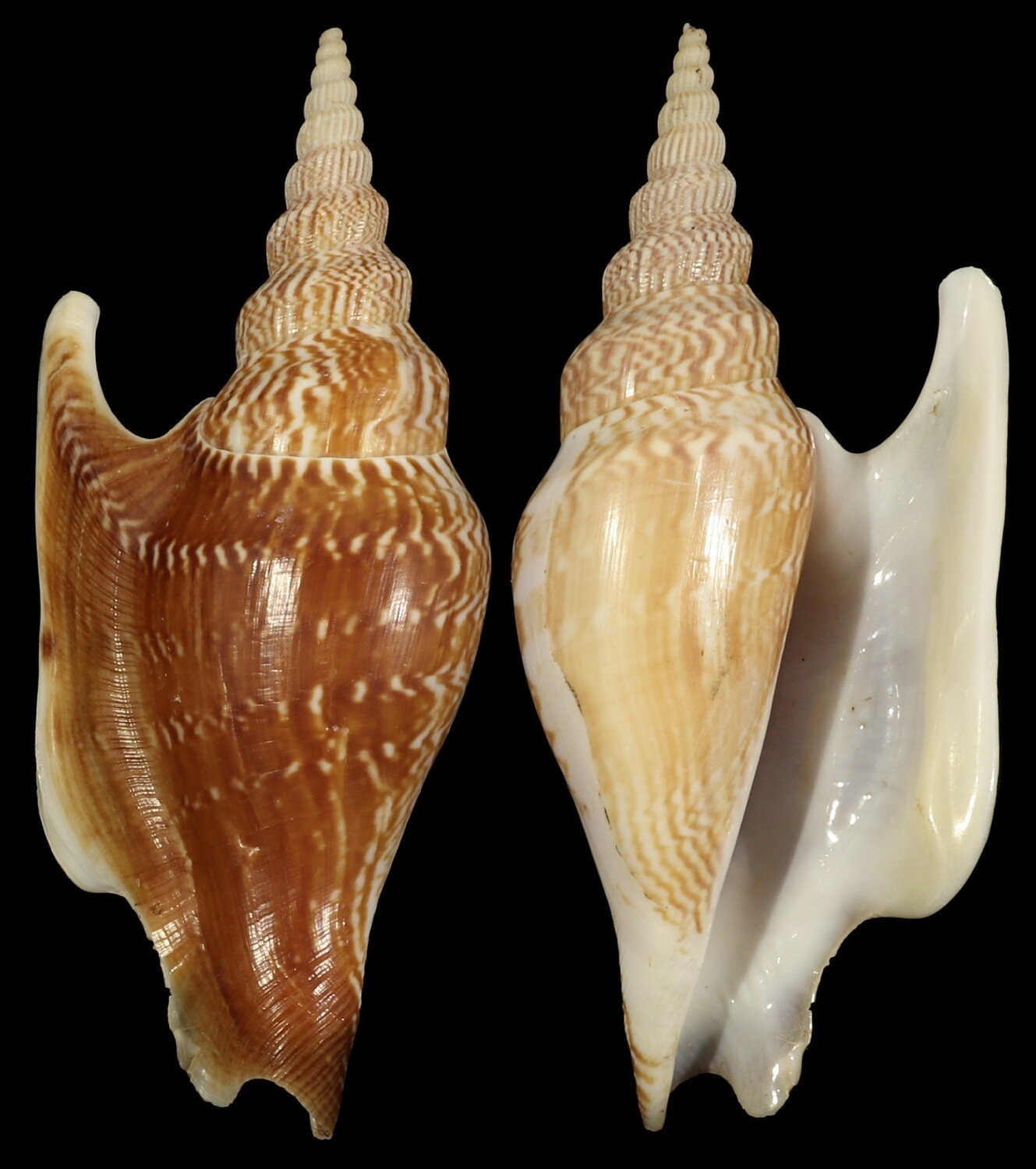 Mirabilistrombus listeri