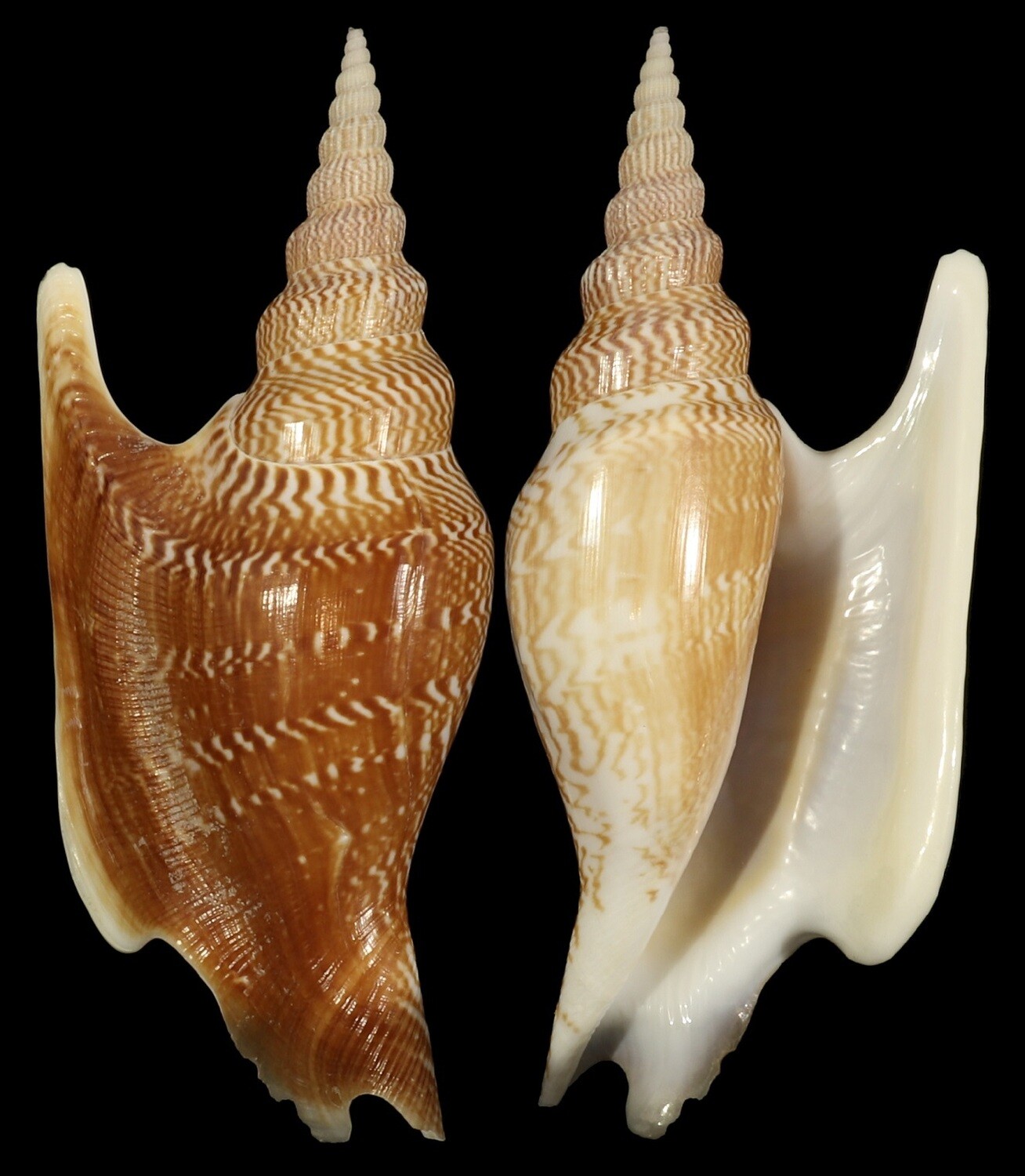 Mirabilistrombus listeri
