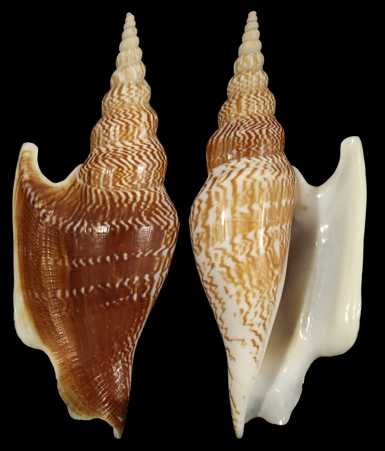 Mirabilistrombus listeri