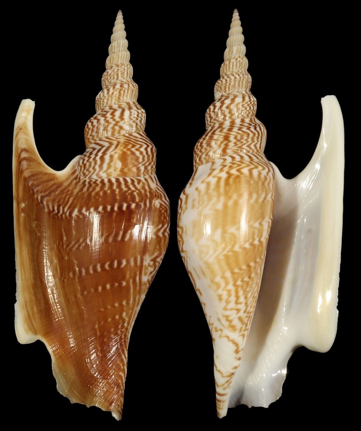 Mirabilistrombus listeri