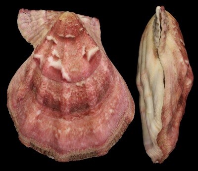 Swiftopecten swiftii