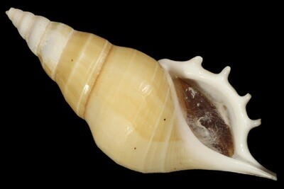 Rostellariella delicatula