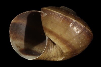 Lanistes boltenianus