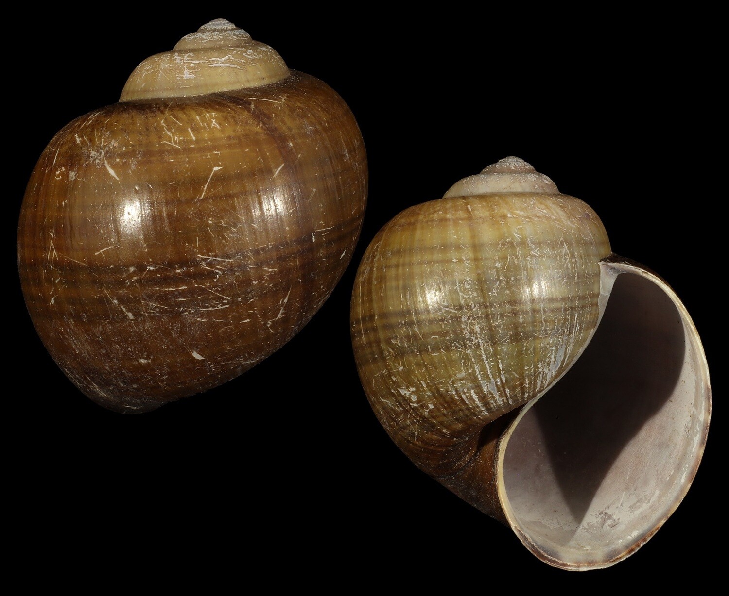 Pomacea insularum