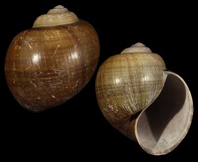 Pomacea insularum