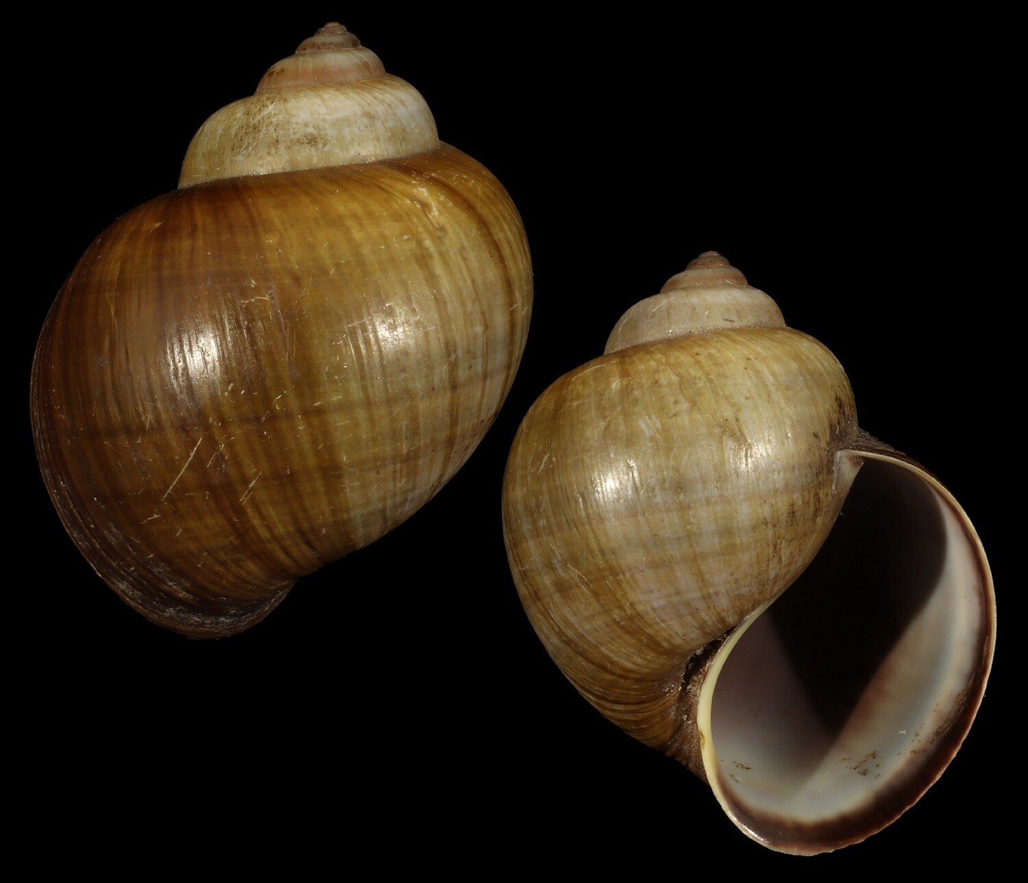 Pomacea insularum
