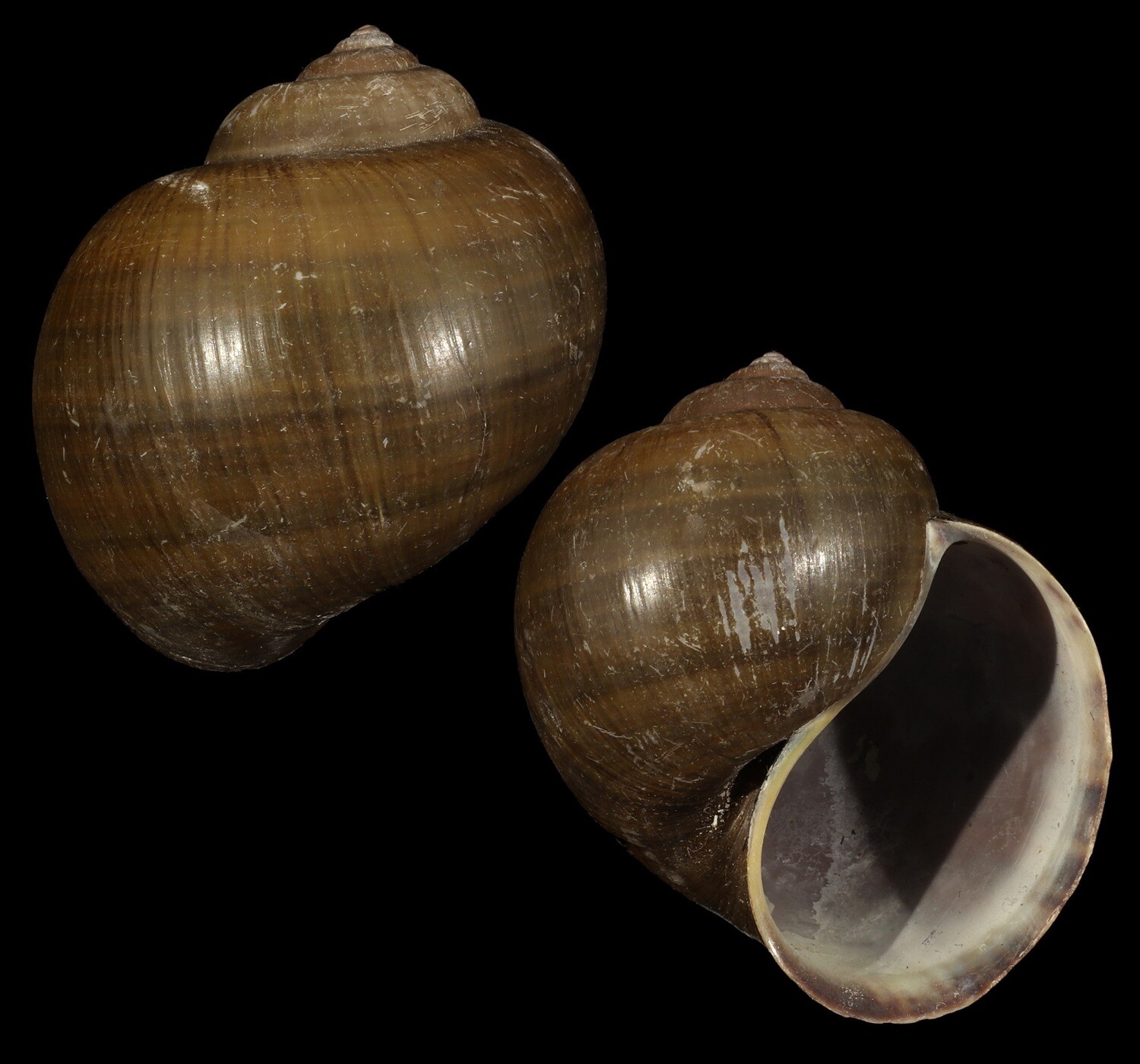 Pomacea insularum