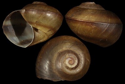 Lanistes boltenianus