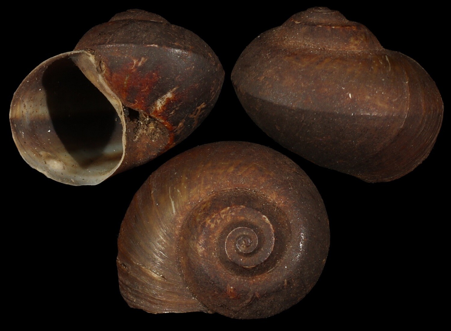 Lanistes boltenianus