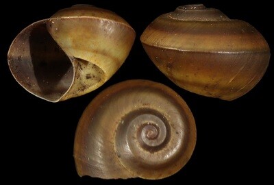 Lanistes boltenianus