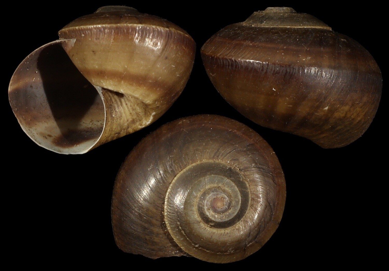 Lanistes boltenianus