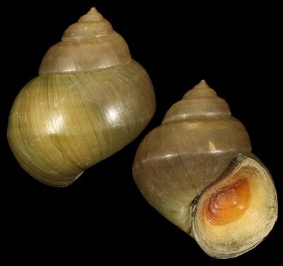 Cipangopaludina cathayensis