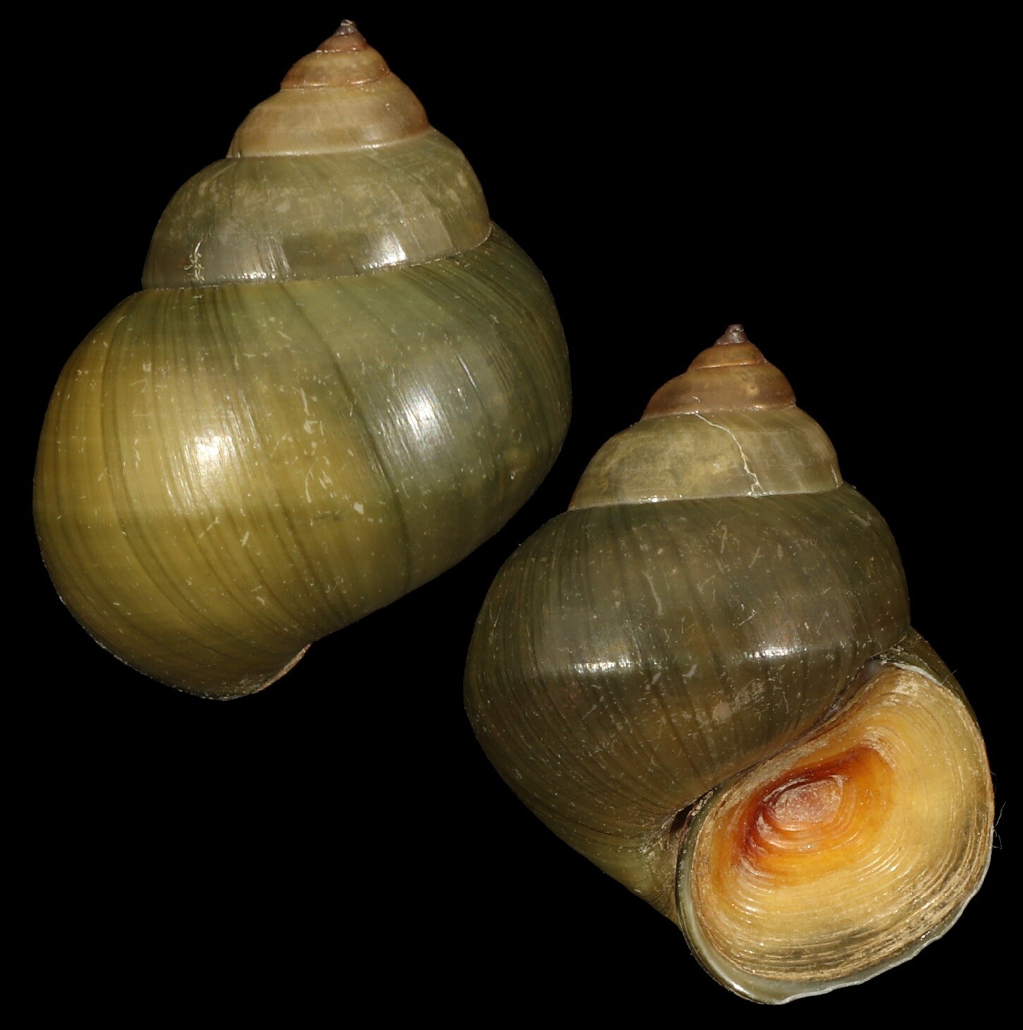 Cipangopaludina cathayensis