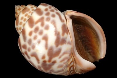 Babylonia valentiana