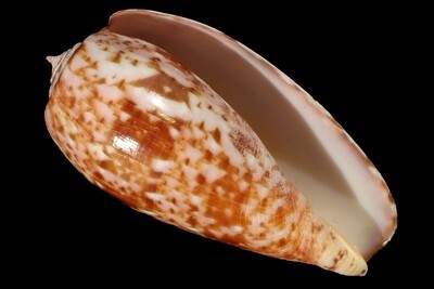 Textilia bullatus