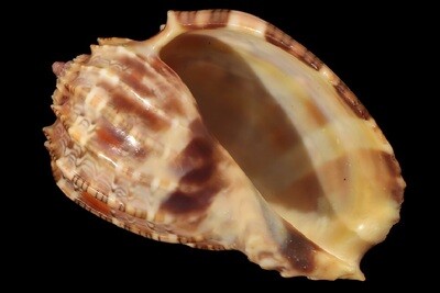 Harpidae