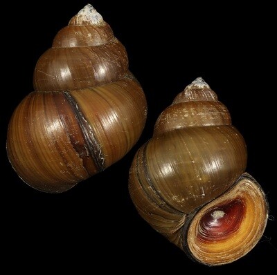 Cipangopaludina lecythis ampullacea