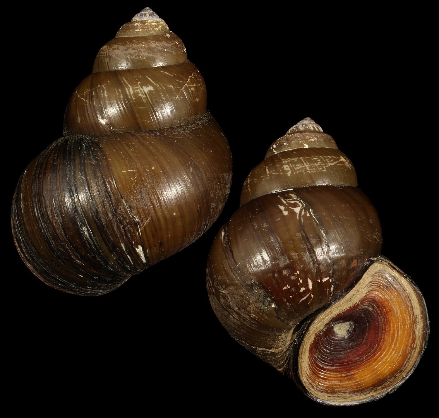 Cipangopaludina lecythis ampullacea